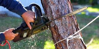 How Our Tree Care Process Works  in  Dawsonville, GA