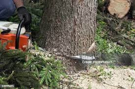 Best Fruit Tree Pruning  in Dawsonville, GA